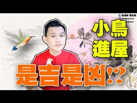 家裡飛來麻雀|【家裡飛進麻雀】家裡飛進麻雀的吉凶預兆：小心謹慎，福禍難測。